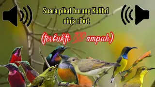 Download suara pikat burung Kolibri ninja paling jitu MP3