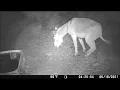 Burro Doing what