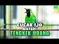 Download Lagu PANCINGAN CUCAK IJO MATERI TENGKEK UDANG BIKIN IJO LAIN EMOSI CEPAT ON MUDAH JAMTROK NEMBAK ISIAN