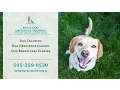 E-DOT Rochester NY Pet and Dog Training