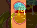 Download Lagu How is Urine Produced in our Body? #shorts #pee #urinarysystem #drbinocsshow #bodyfunctions