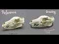 Timelapse Drawing of a Tasmanian Wolf Skull