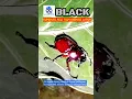Download Lagu HEWAN ASLI FILM ANIMASI LARVA - Tokoh Black Si Kumbang Tanduk alias Kumbang Badak