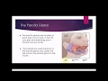 How to perform a Salivary Gland Massage