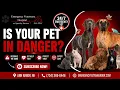 5 Pet Emergencies You Should NEVER Ignore Emergency Vet Explains