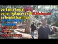 Download Lagu pertama masuk Malaysia langsung kerja panen kelapa sawit inilah yang terjadi ❗
