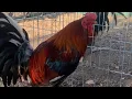 Unos Gallos Cowan Roundhead