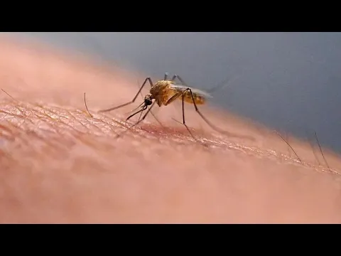 Europe : l'OMS alerte sur une recrudescence des cas de virus du Nil occidental - YouTube thumbnail
