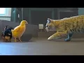 Cats meet our baby chicks What will they do