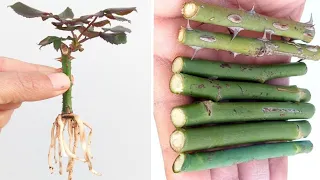 لهاذا السبب دائما تنجح عندي زراعة اقلام ورد الجوري 