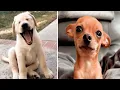 Happy Friday Meme Friday Work Meme Happy Friday Dog Meme