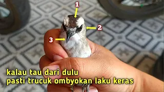 Download Ciri2 Burung Trucukan yang Bersuara Dahsyat dan Bermental Preman MP3