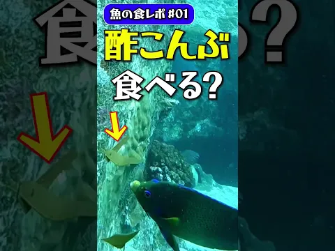 【水中映像】酢こんぶ食べる？