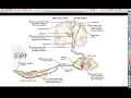 Human Physiology - Chapter 12 Lecture Part 4