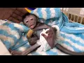Download Lagu The moment the little monkey Robin regained consciousness after surgery and amputation of his finger