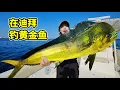 在迪拜钓鱼，意外收获黄金鱼，全身幽绿滋味如何？| 迪拜 | 海钓 | 鬼头刀 | 马林鱼 | 赶海 |