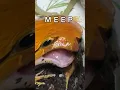 Download Lagu MEEP MEEP POLICE #frog #snake #funny