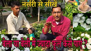नर्सरी से सीखें, बेला या बेली के पौधे में इतने ज्यादा फूल कैसे ले सकते हैं Bela Huge flowering