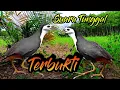 Download Lagu SUARA PIKAT BURUNG RUAK-RUAK TUNGGAL ( ANTI ZONK TERBUKTI DATANG ) MP3