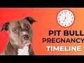 How Long is a Pit Bull Pregnant Pit Bull Pregnancy Guide