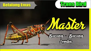 belalang emas i masteran burung terbaru 2021