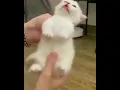 Download Lagu cat meme #5 AYAYAYA IM YOUR LITTLE BUTTERFLY
