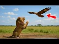 Download Lagu A Father Lion Begged an Eagle to Save His Cub – What Happened Next Moved the Whole World to Tears