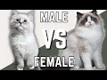 Male Ragdoll Cat Vs Female Ragdoll Cat