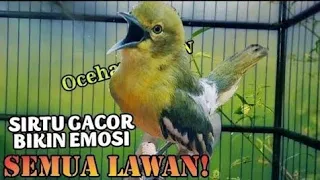 sirtu cipoh gacor bikin emosi semua lawan coba dan buktikan birds wildlife birdslover