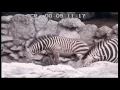 Belgrade zoo - Beo Zoo Vrt - Zooloski vrt grada Beograda 1984.