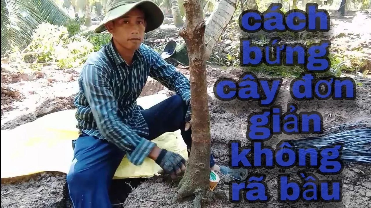 cách bứng cây đơn giản không rã bầu
