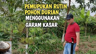 Download PEMUPUKAN RUTIN POHON DURIAN MENGGUNAKAN GARAM KASAR - LANGKAH PASTI MP3