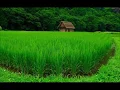 Download Lagu MEMANG SESAH - KAWIH SUNDA MANG KOKO