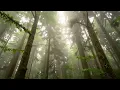 🌿 Relaxing Nature Sounds: 34 Min Bird Songs for Study & Meditation 🌼