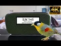 Download Lagu PANCAWARNA BETINA [PEMASTERAN BURUNG MURAI BATU] │ SUARA JERNIH \u0026 TANPA IKLAN!!!