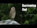 Owl Voices | Owl hooting | Beautiful Owl Sounds | Terrible owl Sounds At Night #owl #owlsounds