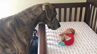 Dog Can’t Control His Emotions At First Time Seeing His Baby Sister 😭