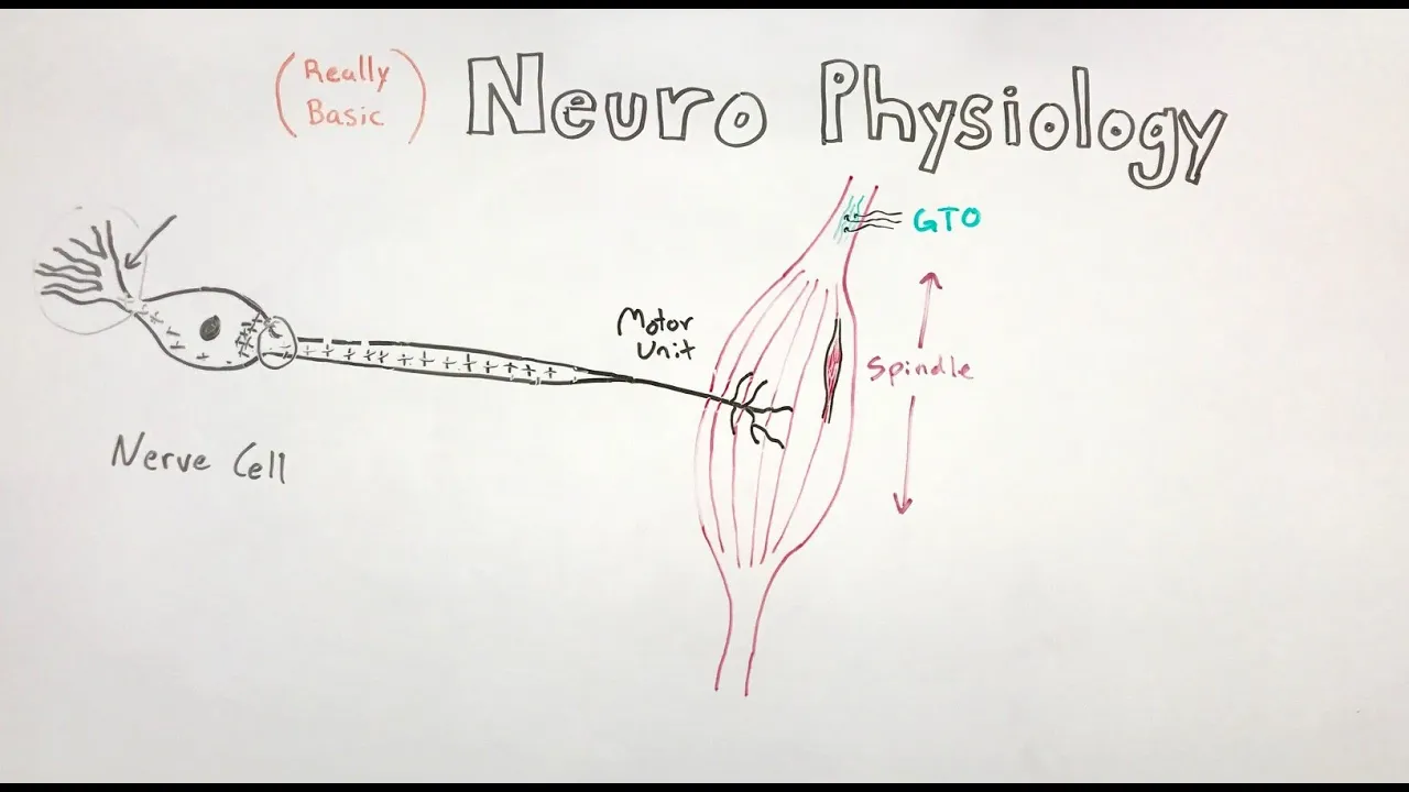 (Really basic) NEUROPHYSIOLOGY