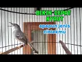 Download Lagu Pancingan ciblek semi agar cepat bunyi dan gacor dan pastinya ngebren