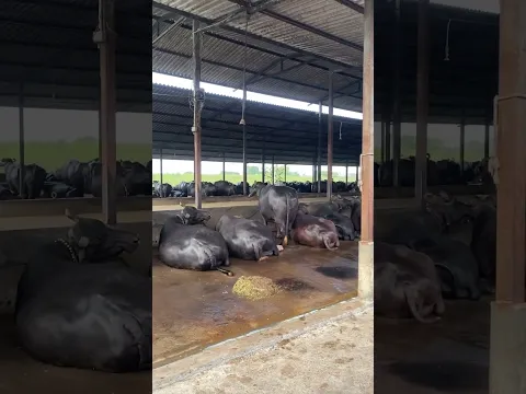 Dairy farm Surat Gujarat #buffelo
