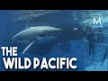 Wild Pacific TRAILER MagellanTV