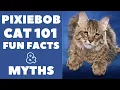 Pixie-bob Cats 101 Fun Facts Myths