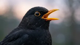 تغريد طائر الشحرور  ألحان عذبة تحاكي صوت الناي   أصوات الطبيعة النقية للاسترخاء دندنها