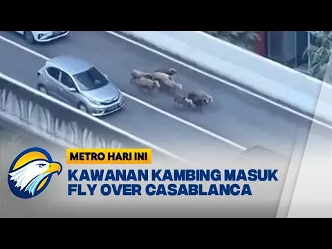 Download MP3 Mobil Terpaksa Berjalan Perlahan Akibat Kambing Masuk Fly Over