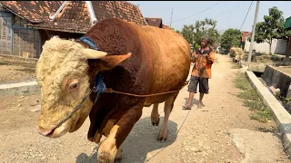 KAKEK DAN NENEK BETERNAK SAPI, tak di sangka sapinya jumbo2🔥