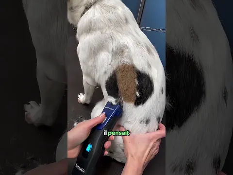 Un Chien Avec Un Pelage Rare