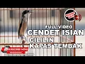 🔴 Cendet Muda Suara Kristal Isian Cililin Sambung Kapas Tembak Cendet Daichi 6bln