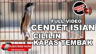  cendet muda suara kristal isian cililin sambung kapas tembak cendet daichi 6bln