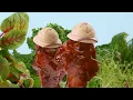 Aldi Australia marinated chicken wings silly ad 2026