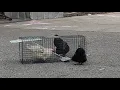 Catching Chickens with a Live Trap